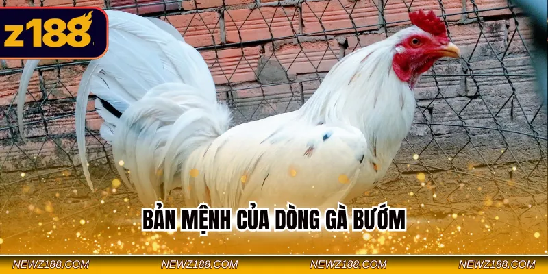 Gà Bướm Là Gì - Nên Thi Đấu Vào Những Ngày Nào Tốt Nhất? 2 Bản mệnh của dòng gà bướm
