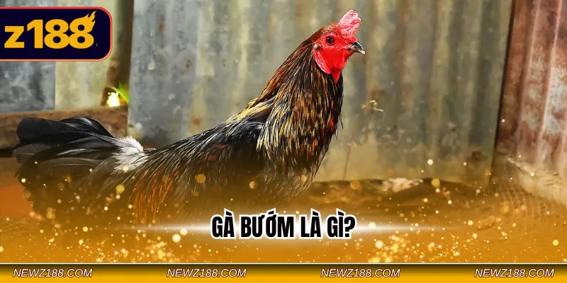 Gà Bướm Là Gì - Nên Thi Đấu Vào Những Ngày Nào Tốt Nhất? 5 Gà bướm là gì