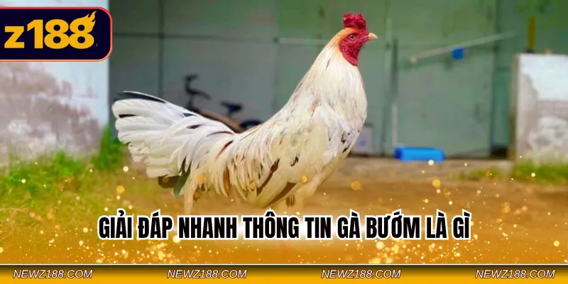 Gà Bướm Là Gì - Nên Thi Đấu Vào Những Ngày Nào Tốt Nhất? 1 Giải đáp nhanh thông tin gà bướm là gì