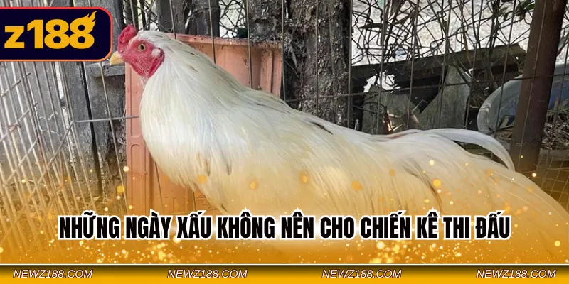 Gà Bướm Là Gì - Nên Thi Đấu Vào Những Ngày Nào Tốt Nhất? 3 Những ngày xấu không nên cho chiến kê thi đấu